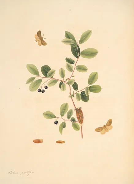 The natural history of the rarer lepidopterous insects of Georgia Pl.054 av James Edward Smith