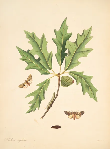 The natural history of the rarer lepidopterous insects of Georgia Pl.083 av James Edward Smith