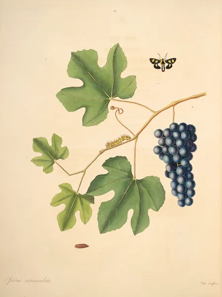 The natural history of the rarer lepidopterous insects of Georgia Pl.044 av James Edward Smith