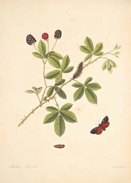 The natural history of the rarer lepidopterous insects of Georgia Pl.065 av James Edward Smith