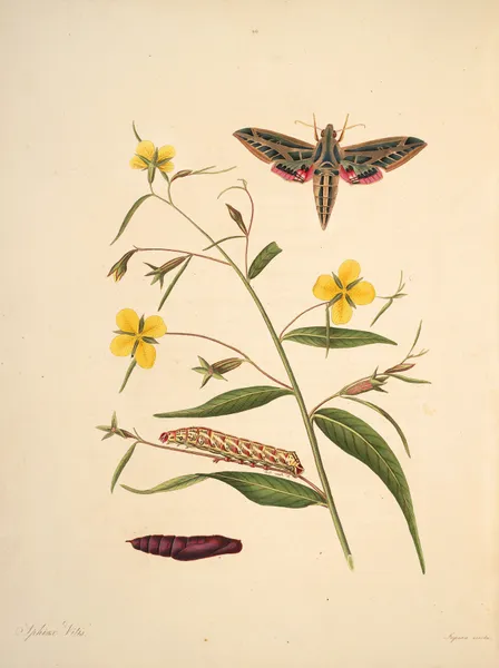 The natural history of the rarer lepidopterous insects of Georgia Pl.040 av James Edward Smith