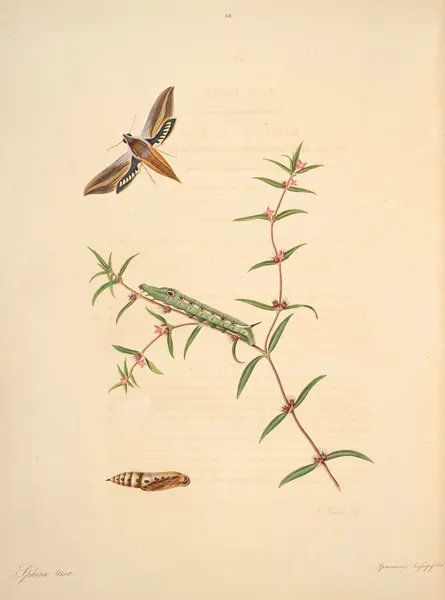 The natural history of the rarer lepidopterous insects of Georgia Pl.038 av James Edward Smith