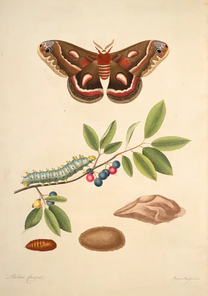 The natural history of the rarer lepidopterous insects of Georgia Pl.045 av James Edward Smith