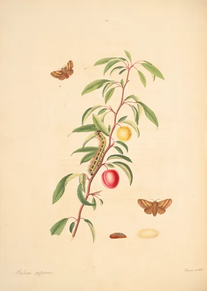 The natural history of the rarer lepidopterous insects of Georgia Pl.060 av James Edward Smith