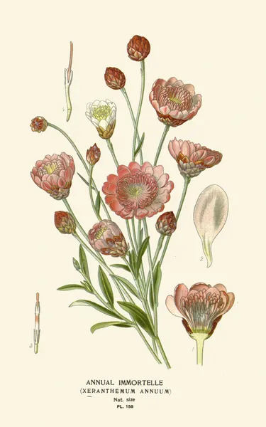 Annual Immortelle av Edward Step
