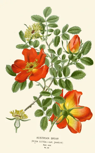 Austrian Briar av Edward Step