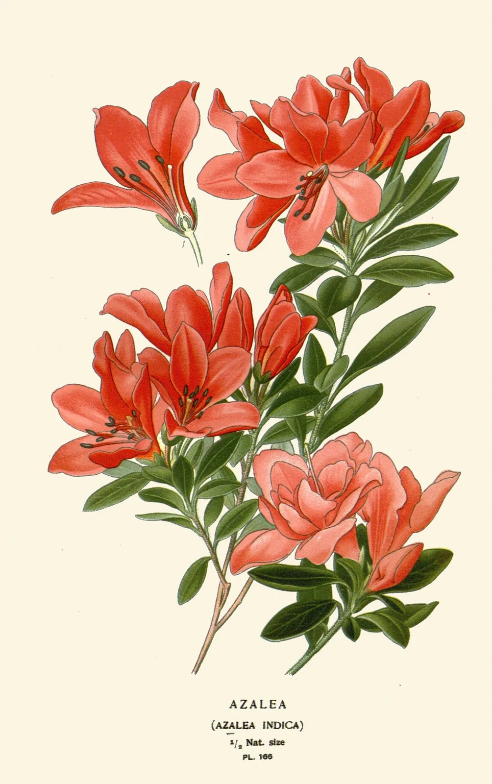 Azalea av Edward Step