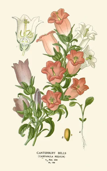 Canterbury Bells av Edward Step