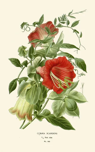 Cobaea Scandens av Edward Step