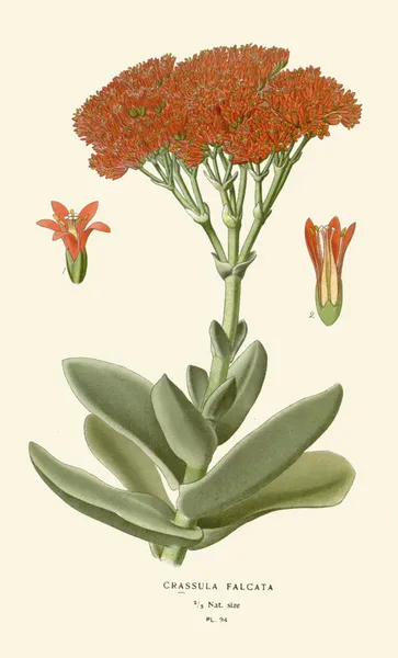 Crassula Falcata av Edward Step