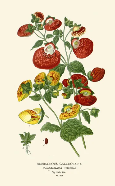 Herbaceous Calceolaria av Edward Step