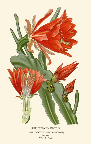 Leaf-Stemmed Cactus av Edward Step