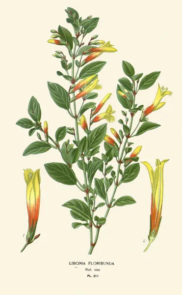 Libonia Floribunda av Edward Step