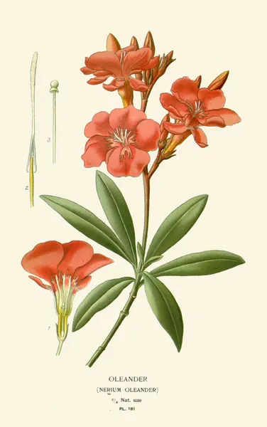 Oleander av Edward Step