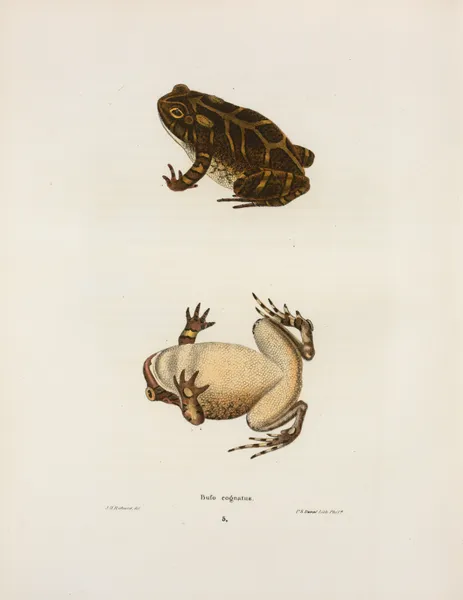 Bufo cognatus av John Edwards Holbrook