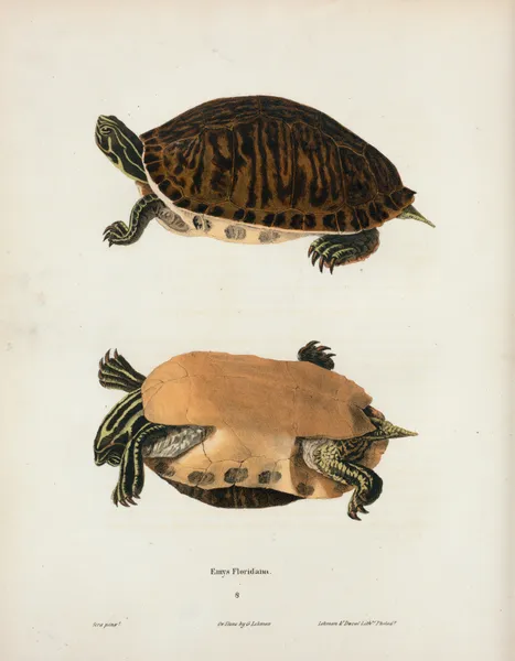 Cistuda Blandingii. av John Edwards Holbrook