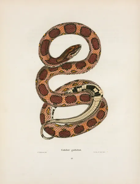 Coluber guttatus. av John Edwards Holbrook
