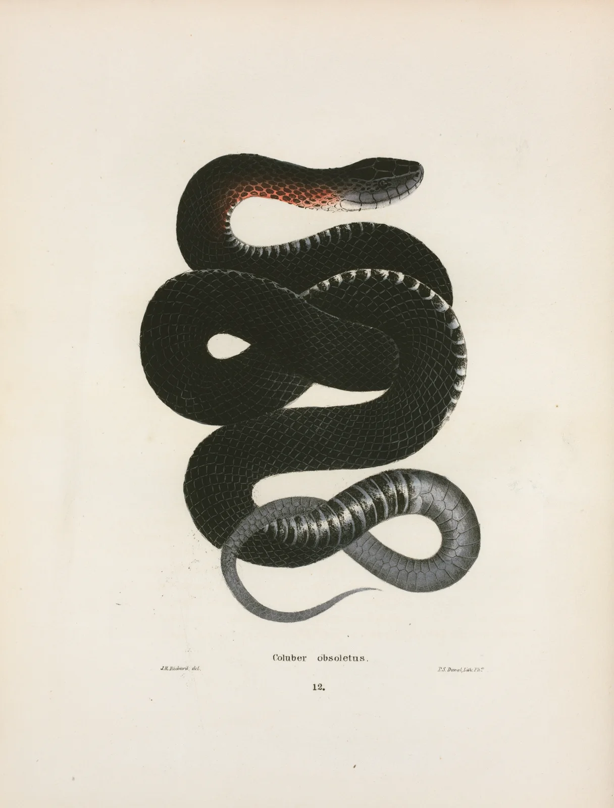 Coluber obsoletus. av John Edwards Holbrook