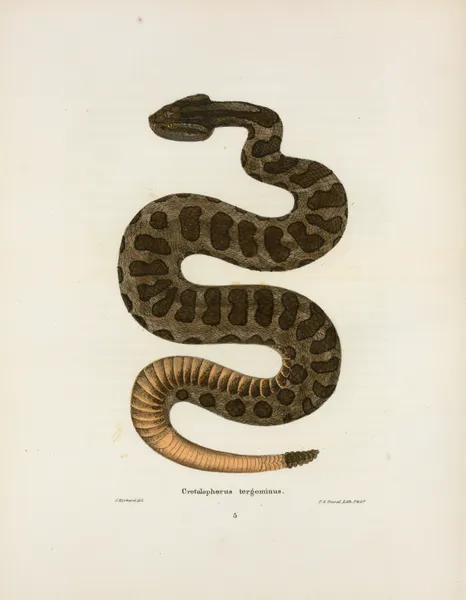 Crotalophorus tergeminus. av John Edwards Holbrook