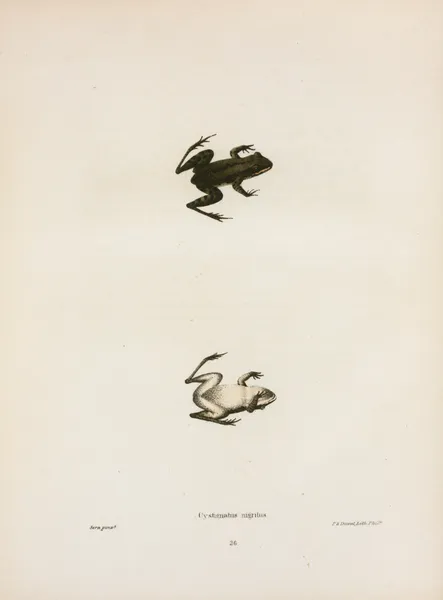 Cystignathus nigritus av John Edwards Holbrook