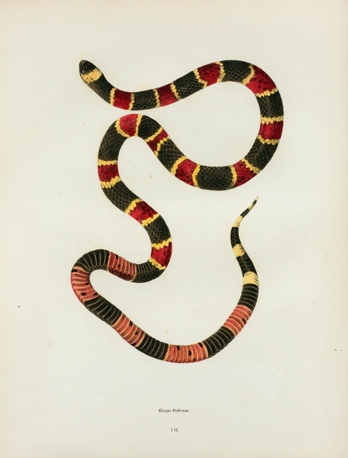 Elaps fulvius. av John Edwards Holbrook
