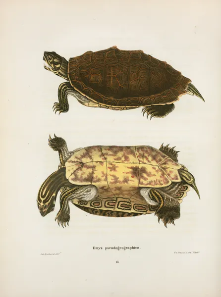 Emys pseudo-geographica. av John Edwards Holbrook