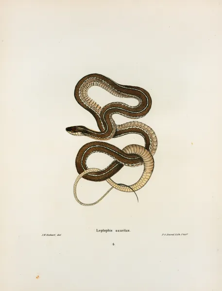 Leptophis sauritus. av John Edwards Holbrook