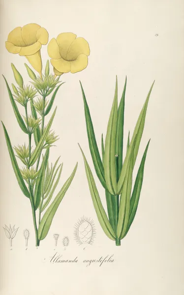 Allamanda angustifolia av Johann Baptist Emanuel Pohl