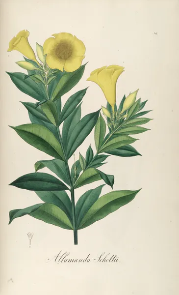 Allamanda schottii av Johann Baptist Emanuel Pohl