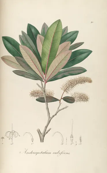 Andriapetalum rubescens av Johann Baptist Emanuel Pohl