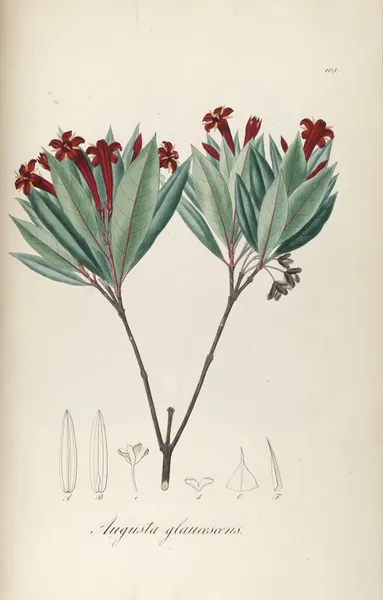 Augusta glaucescens av Johann Baptist Emanuel Pohl