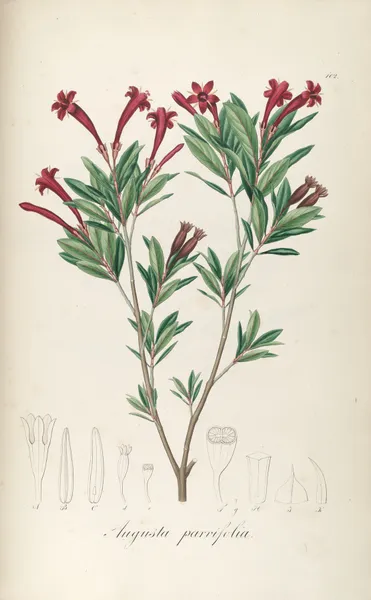 Augusta parvifolia av Johann Baptist Emanuel Pohl
