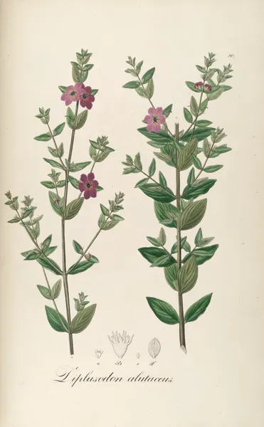 Diplusodon alutaceus av Johann Baptist Emanuel Pohl