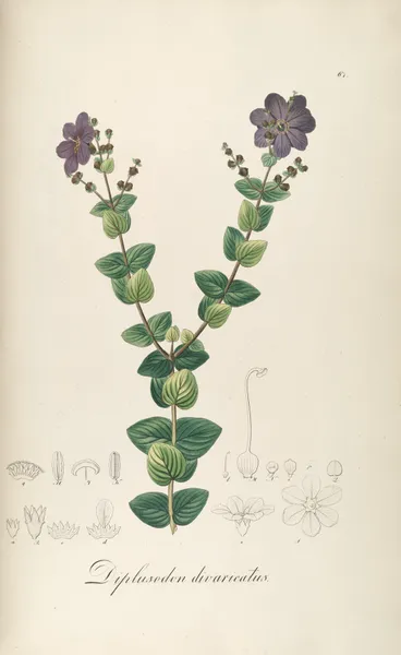 Diplusodon divaricatus av Johann Baptist Emanuel Pohl