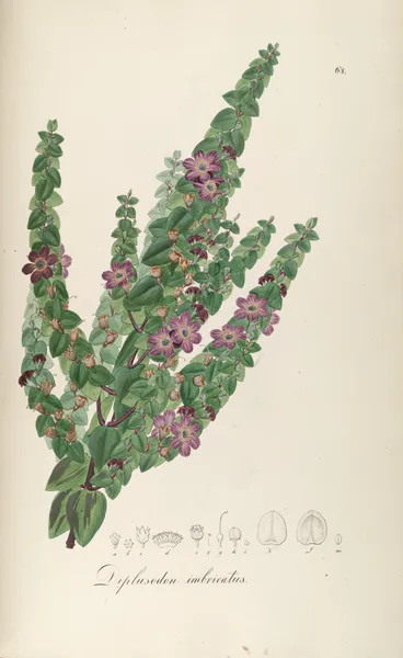 Diplusodon imbricatus av Johann Baptist Emanuel Pohl