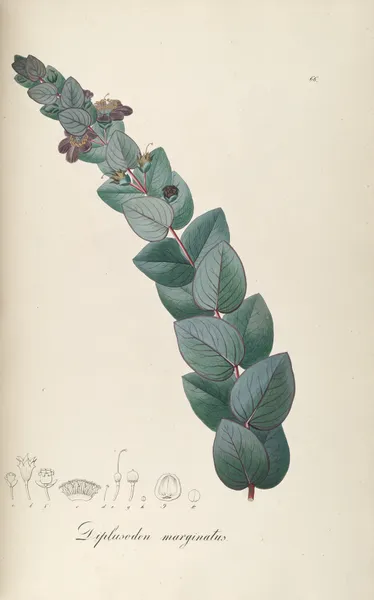 Diplusodon marginatus av Johann Baptist Emanuel Pohl