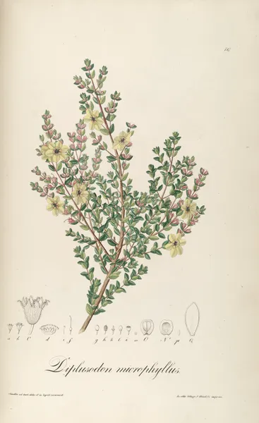 Diplusodon microphyllus av Johann Baptist Emanuel Pohl