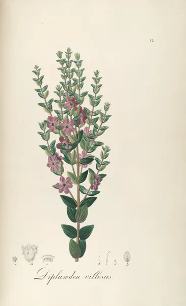 Diplusodon villosus av Johann Baptist Emanuel Pohl