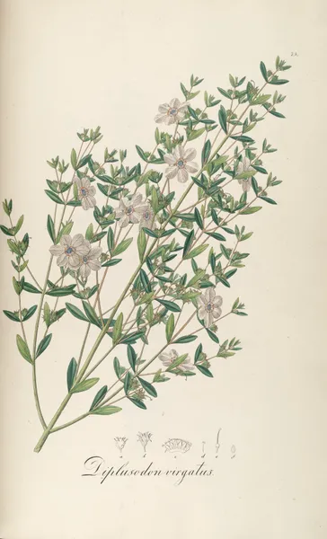 Diplusodon virgatus av Johann Baptist Emanuel Pohl