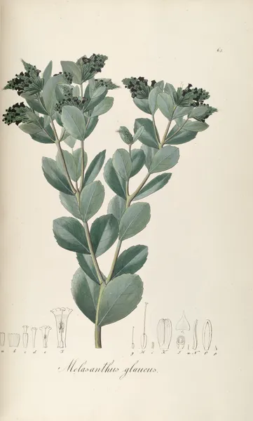 Melasanthus glaucus av Johann Baptist Emanuel Pohl