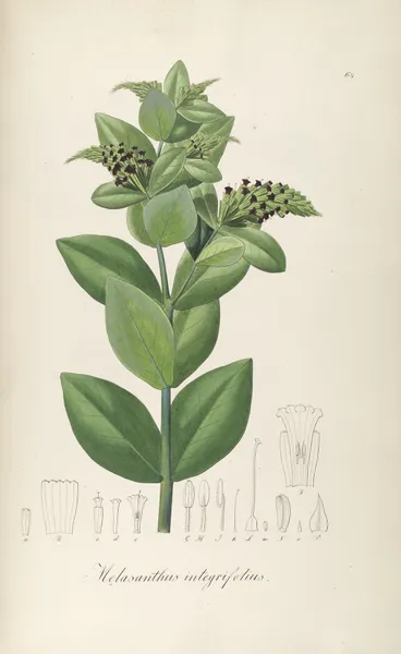 Melasanthus integrifolius av Johann Baptist Emanuel Pohl