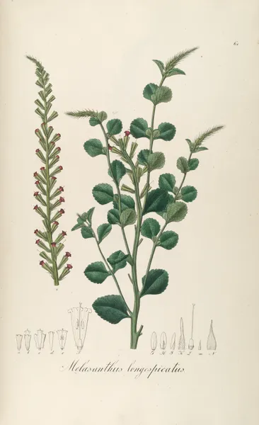 Melasanthus longespicatus av Johann Baptist Emanuel Pohl
