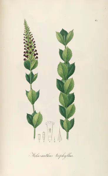 Melasanthus triphyllus av Johann Baptist Emanuel Pohl