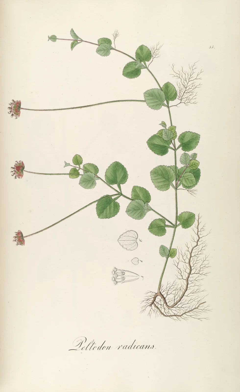 Peltodon radicans av Johann Baptist Emanuel Pohl