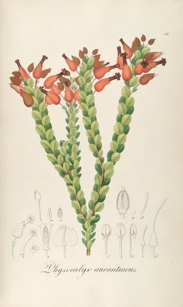 Physocalys aurantiacus av Johann Baptist Emanuel Pohl