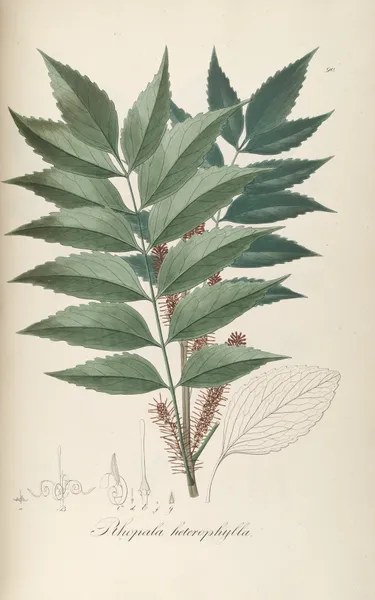 Roupala heterophylla av Johann Baptist Emanuel Pohl
