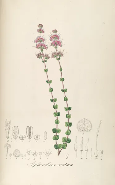 Siphanthera cordata av Johann Baptist Emanuel Pohl
