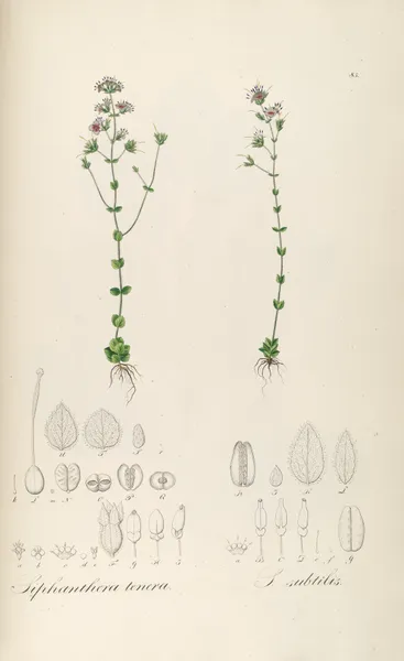 Siphanthera tenera, Siphanthera subtilis av Johann Baptist Emanuel Pohl