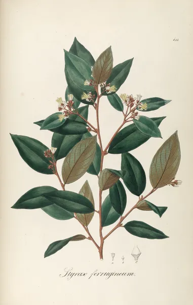 Styrax ferrugineus av Johann Baptist Emanuel Pohl