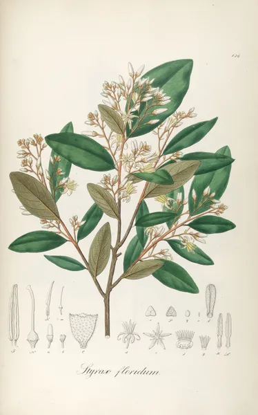 Styrax floridus av Johann Baptist Emanuel Pohl